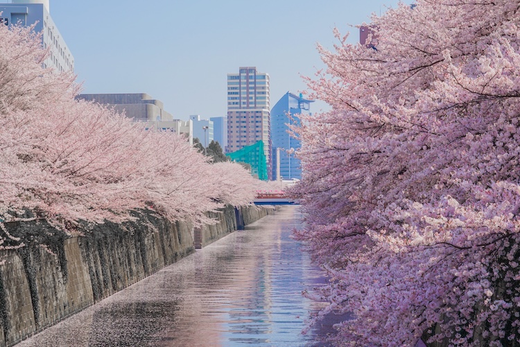 目黒川の桜並木