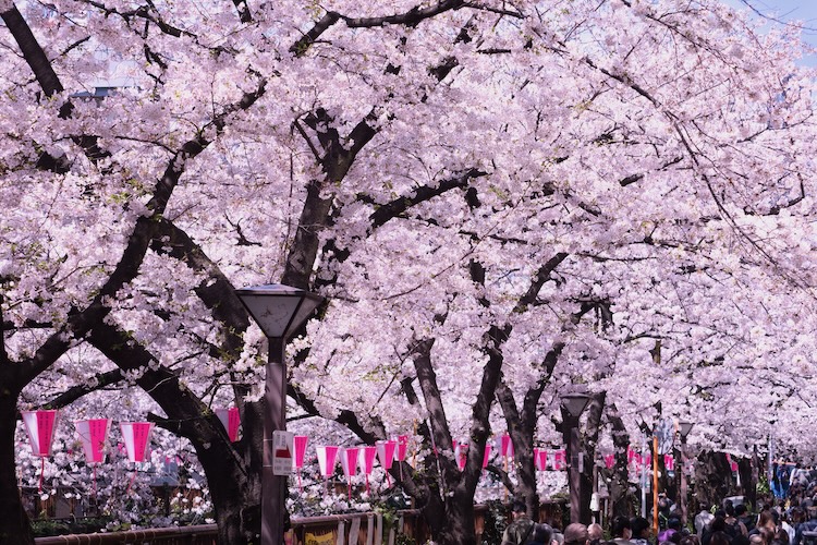 ライトアップされた夜桜