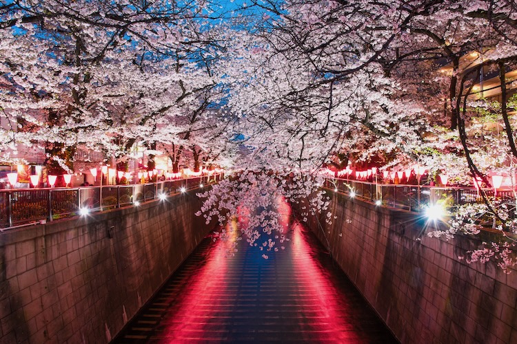 桜まつりの風景